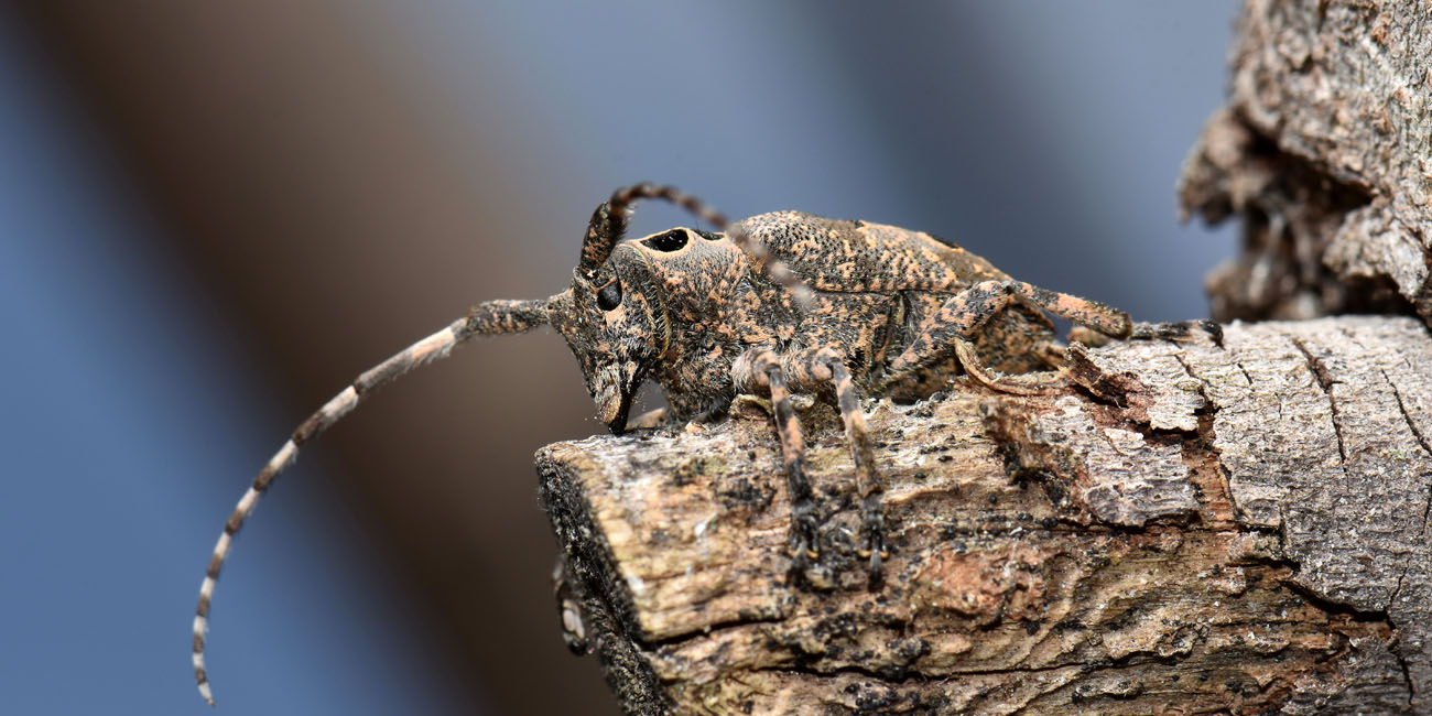 Cerambycidae: Mesosa curculionoides?  S !